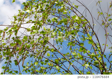 Birch branches in form of an arch with first tender-green leaves on sunny spring day against blue sky Birch branches in form of an arch with first tender-green leaves on sunny spring day against blue sky 118476884