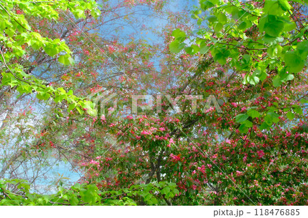 Natural frame of pink spring apple tree flowers on background of greenery on sunny afternoon Natural frame of pink spring apple tree flowers on background of greenery on sunny afternoon 118476885