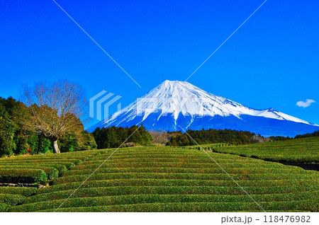 大淵笹場と富士山 118476982