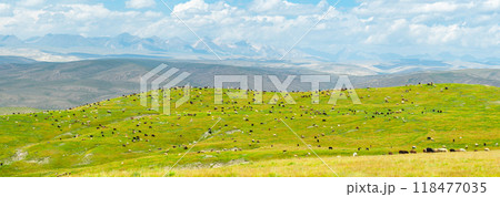 Pastures with a huge number of hoofed animals grazing on the slopes are spread out against the backdrop of majestic mountains.landscape reflects the tranquility of nature and the harmony of wild life 118477035