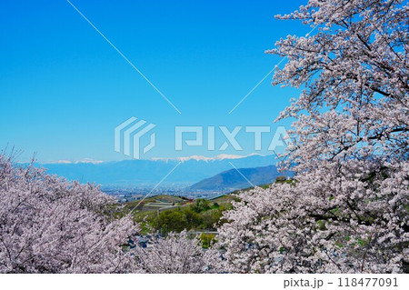 桜と南アルプス 118477091