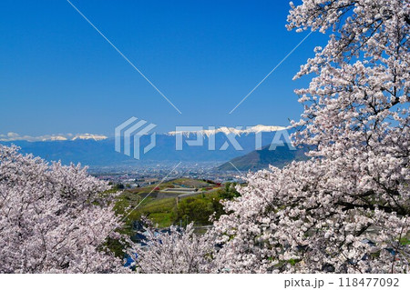 桜と南アルプス 118477092