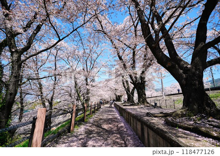 勝沼ぶどう郷駅の桜並木 118477126