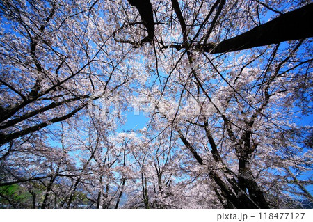 勝沼ぶどう郷駅の桜並木 118477127