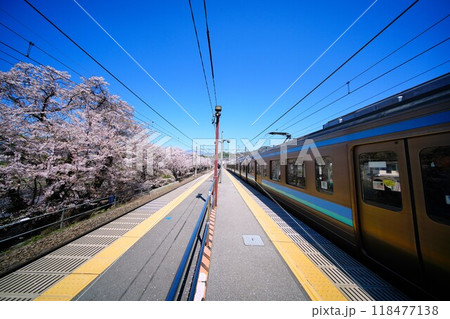 桜と電車 118477138