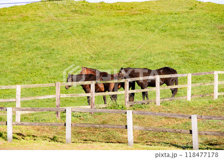 北海道　新冠サラブレッド銀座 118477178