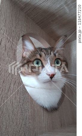 小窓から覗く猫 118477210