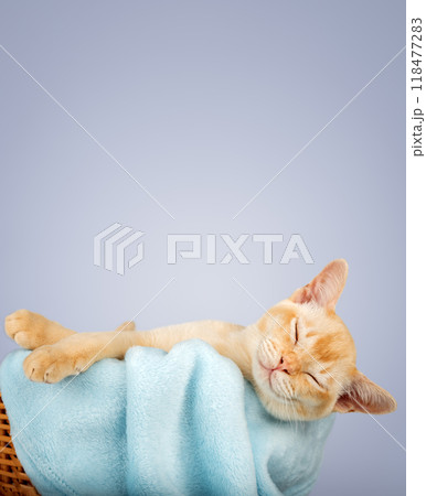 Kitten in a basket with a blue blanket. 118477283