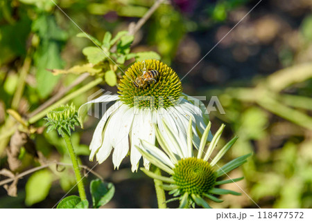 A bee collects nectar on a white Echinacea. 118477572