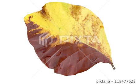 Cut out of teak leaf on a white background with clipping paths. The detailed veins and rich yellow color of the leaves are clearly visible, highlighting their natural texture and unique patterns. 118477628