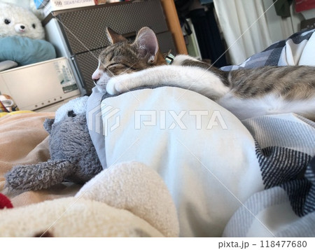 爆睡猫 爆睡猫 118477680