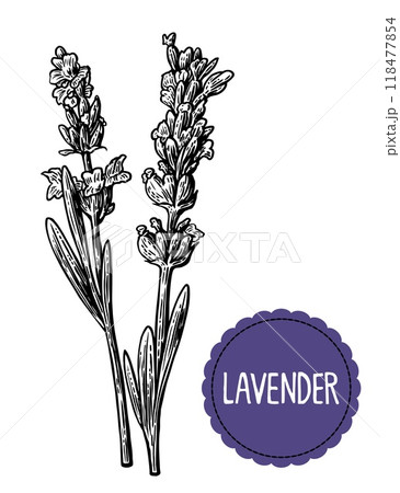 Lavender flowers sketch. Hand drawn engraving vintage illustration 118477854