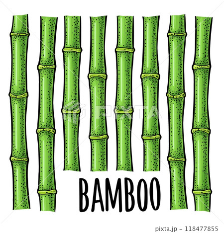 Bamboo trees with leaf. Vintage vector engraving Bamboo trees with leaf. Vintage vector engraving 118477855