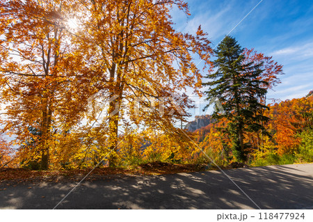 country road in apuseni mountains, romania. autumn scenery on a sunny afternoon. trees in fall colors. blue sky with clouds. countryside weekend 118477924
