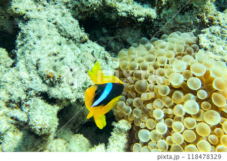 Lovely juvenile Yellowtail clownfish (Amphiprion clarkii) in Beautiful Sea Anemones Lovely juvenile Yellowtail clownfish (Amphiprion clarkii) in Beautiful Sea Anemones 118478329