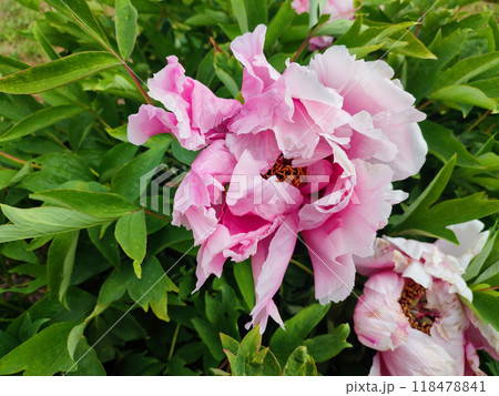 Tree peony flower. Large beautiful pink white tree peony flower. Flower with bright pink inflorescence petals, green leaves close-up. Selection and breeding. Cultivated varietal flower. Paeonia Nature 118478841