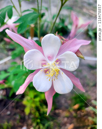 Flower Aquilegia Orliks. Blooming flower with white pink petals, yellow stamens on green stem, drops of dew in summer spring. Flowering plant. Spring summer Background 118478857
