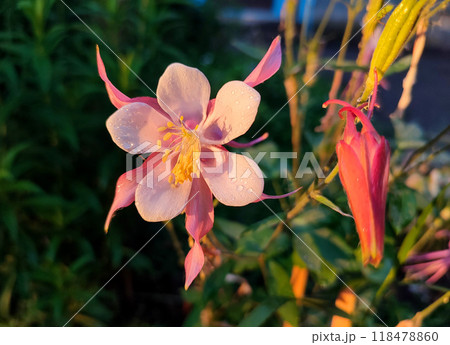 Flower Aquilegia Orliks. Blooming flower with white pink petals, yellow stamens on green stem, drops of dew at sunrise sunset summer morning evening. Flowering plant. Spring summer Background 118478860