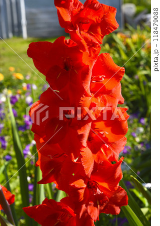 Gladiolus communis. Red gladiolus flowers in the autumn garden. Colorful flowers. 118479088