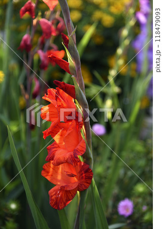 Gladiolus communis. Red gladiolus flowers in the autumn garden. Colorful flowers. Gladiolus communis. Red gladiolus flowers in the autumn garden. Colorful flowers. 118479093