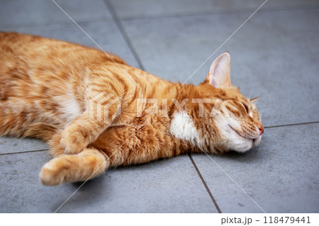 A cat is comfortably laying on its back with its eyes closed tightly A cat is comfortably laying on its back with its eyes closed tightly 118479441