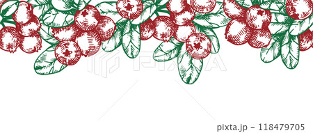 seamless border with cranberries. vector frame in sketch style seamless border with cranberries. vector frame in sketch style 118479705