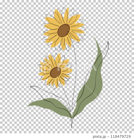Sunflower 118479729