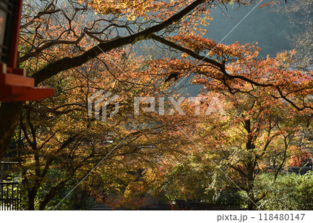 鞍馬寺 仁王門(境内側)付近のモミジ 鞍馬寺 仁王門(境内側)付近のモミジ 118480147