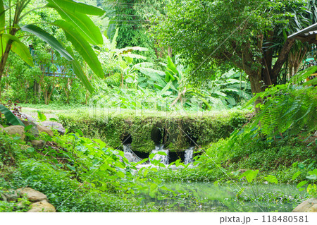 A serene landscape featuring lush green environment with small stream flowing through. vibrant foliage and tranquil water create peaceful atmosphere, perfect for nature lovers A serene landscape featuring lush green environment with small stream flowing through. vibrant foliage and tranquil water create peaceful atmosphere, perfect for nature lovers 118480581