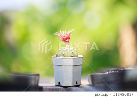 A vibrant cactus in small pot showcases its striking pink flowers against blurred green background, creating lively and refreshing atmosphere A vibrant cactus in small pot showcases its striking pink flowers against blurred green background, creating lively and refreshing atmosphere 118480817