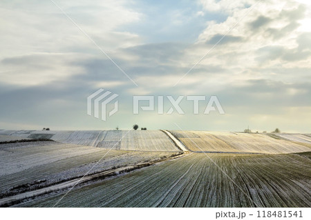 Sunrise over winter green field. Rural landscape. 118481541