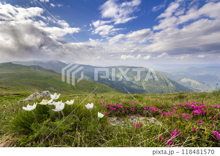Wide summer mountain panorama. Beautiful white and red flowers blooming in green grass among big rocks, patches of snow in valley and mountain range under low cloudy sky. Beauty of nature concept. 118481570