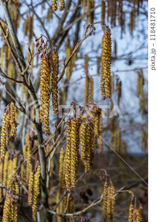 Small branch of black alder Alnus glutinosa with male catkins and female red flowers. Blooming alder in spring beautiful natural background with clear earrings and blurred background Small branch of black alder Alnus glutinosa with male catkins and female red flowers. Blooming alder in spring beautiful natural background with clear earrings and blurred background 118481710