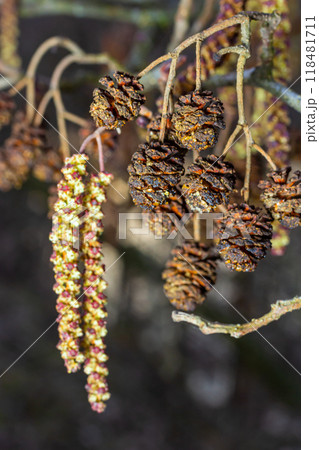 Small branch of black alder Alnus glutinosa with male catkins and female red flowers. Blooming alder in spring beautiful natural background with clear earrings and blurred background 118481711
