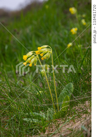Yellow Primula veris cowslip, common cowslip, cowslip primrose on soft green background.Selective focus Yellow Primula veris cowslip, common cowslip, cowslip primrose on soft green background.Selective focus 118481720