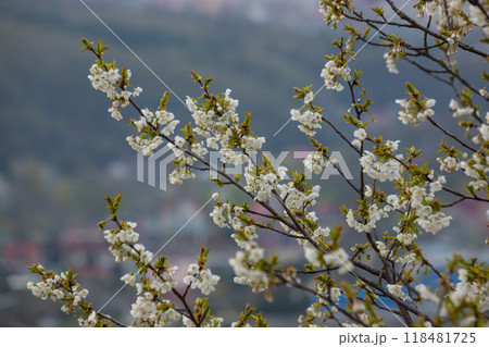 Selective focus of beautiful branches of cherry blossoms on the tree under blue sky, Beautiful Sakura flowers during spring season in the park, Floral pattern texture, Nature background Selective focus of beautiful branches of cherry blossoms on the tree under blue sky, Beautiful Sakura flowers during spring season in the park, Floral pattern texture, Nature background 118481725