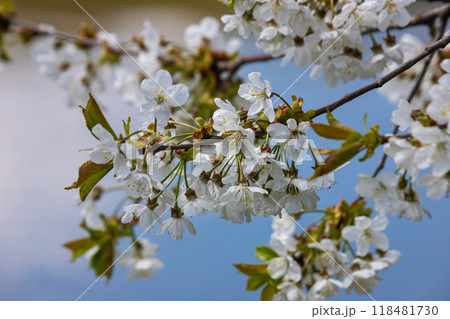 Selective focus of beautiful branches of cherry blossoms on the tree under blue sky, Beautiful Sakura flowers during spring season in the park, Floral pattern texture, Nature background 118481730