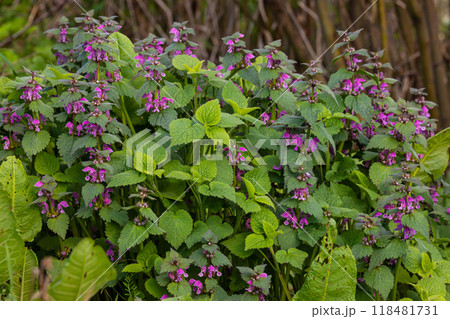 Deaf nettle blooming in a forest, Lamium purpureum. Spring purple flowers with leaves close up Deaf nettle blooming in a forest, Lamium purpureum. Spring purple flowers with leaves close up 118481731