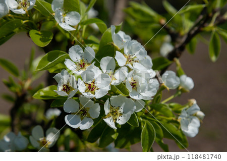 Pear tree flowers up close. white flowers and buds of the fruit tree. Sunlight falls on pear flowers. At dawn, the flowers of the trees look beautiful Pear tree flowers up close. white flowers and buds of the fruit tree. Sunlight falls on pear flowers. At dawn, the flowers of the trees look beautiful 118481740