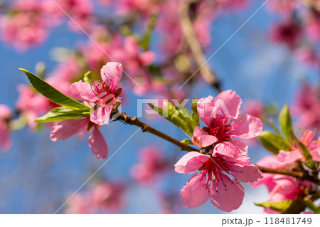 Peach tree, blurred background. Blooming tree in spring with pink flowers. The beauty of the spring garden, the concept of spring 118481749