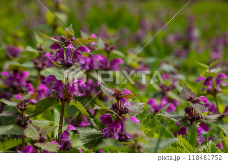 Deaf nettle blooming in a forest, Lamium purpureum. Spring purple flowers with leaves close up Deaf nettle blooming in a forest, Lamium purpureum. Spring purple flowers with leaves close up 118481752