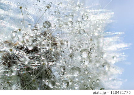 Water droplets on a Dandelion flower macro close-up morning sunshine with bokeh lights. Dandelion seed with reflection 118481776