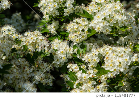 Close-up of a branch of midland hawthorn or crataegus laevigata with a blurred background photographed in the garden of herbs and medicinal plants 118481777