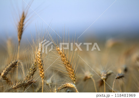 Close-up of warm colored golden yellow ripe focused wheat heads on sunny summer day on soft blurred foggy meadow wheat field light brown background. Agriculture, farming and rich harvest concept. Close-up of warm colored golden yellow ripe focused wheat heads on sunny summer day on soft blurred foggy meadow wheat field light brown background. Agriculture, farming and rich harvest concept. 118481969