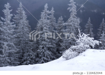 Beautiful amazing mountain winter landscape. Small young tree in deep snow bent by wind covered with frost on cold frosty sunny day on dark blurred copy space background of fir trees forest. 118482044