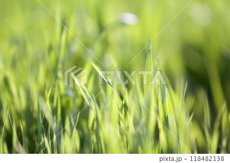 Close up macro abstract image of bright fresh clean light green grass blades growing on blurred green bokeh grassy background on sunny spring or summer day. Beauty of natural environment concept. 118482138