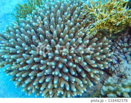 Acropora gemmifera - calcareous coral on a reef in the Red Sea, Egypt Acropora gemmifera - calcareous coral on a reef in the Red Sea, Egypt 118482376