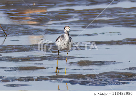 干潟を歩くアオアシシギ 118482986