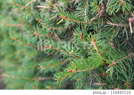 Background. Christmas fir tree branch Background. Christmas fir tree branch 118483118