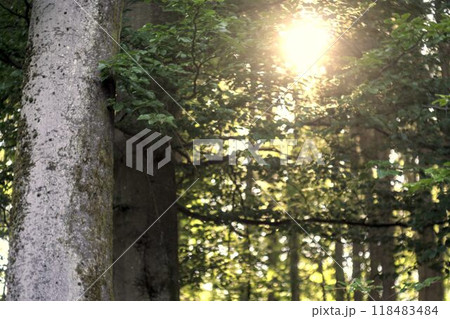 tree in the forest 118483484